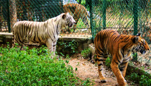 bangalore b2b tour package